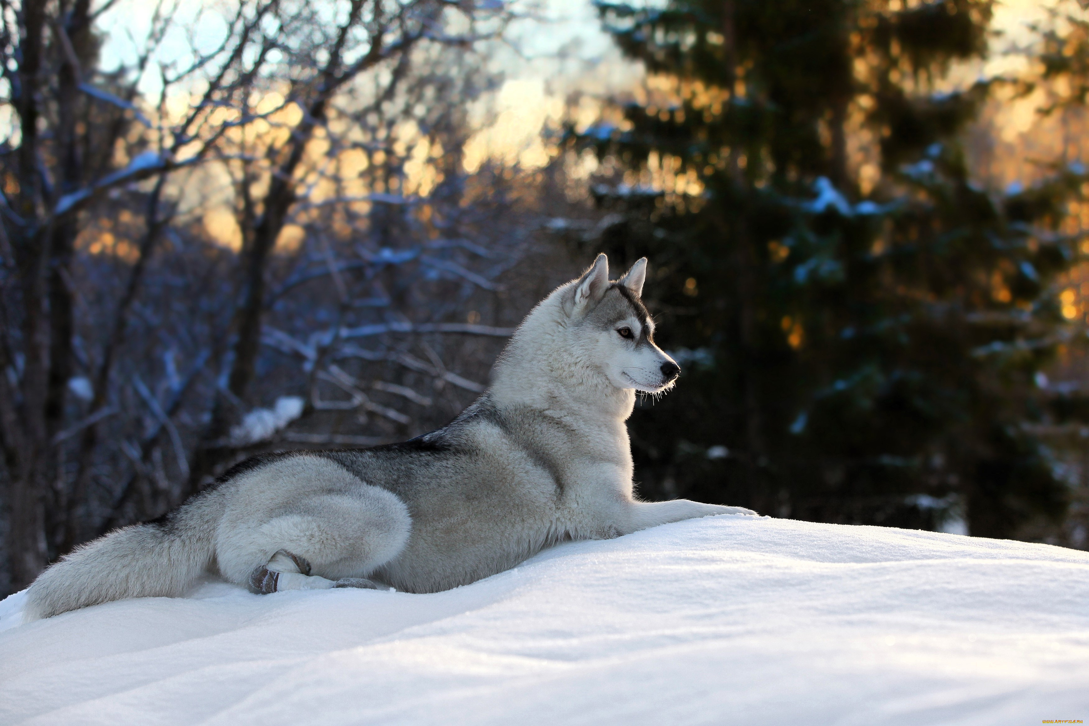 животные, собаки, собака, лайка, снег, лес