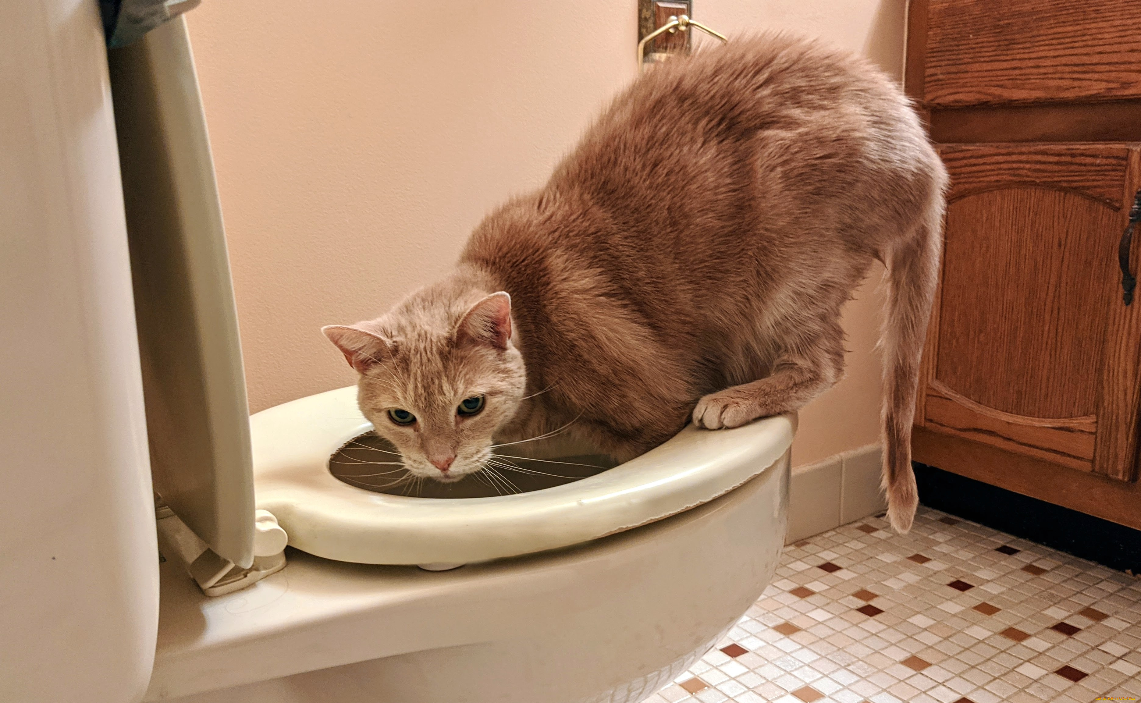 животные, коты, кот, кошка