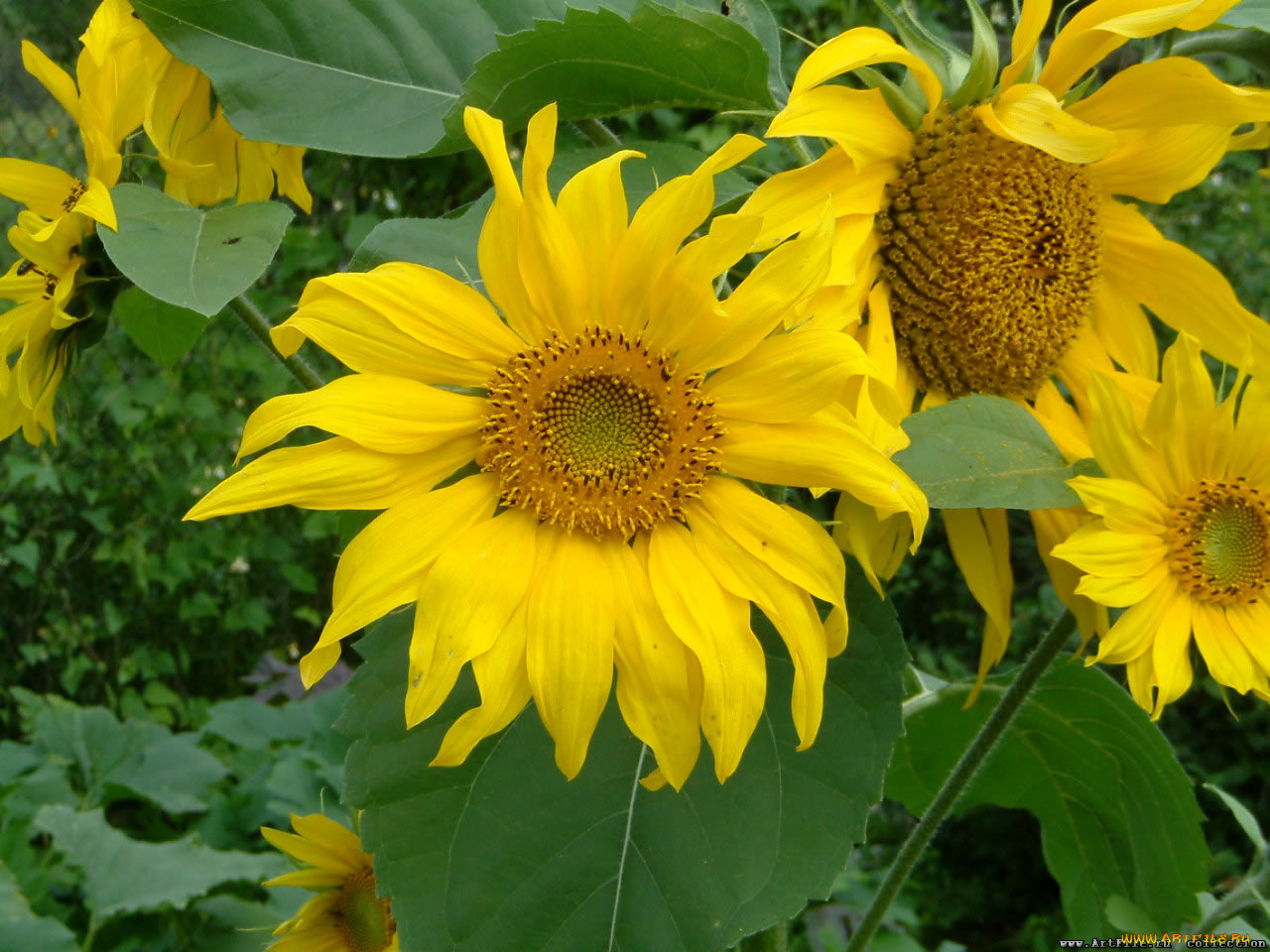 цветы, подсолнухи
