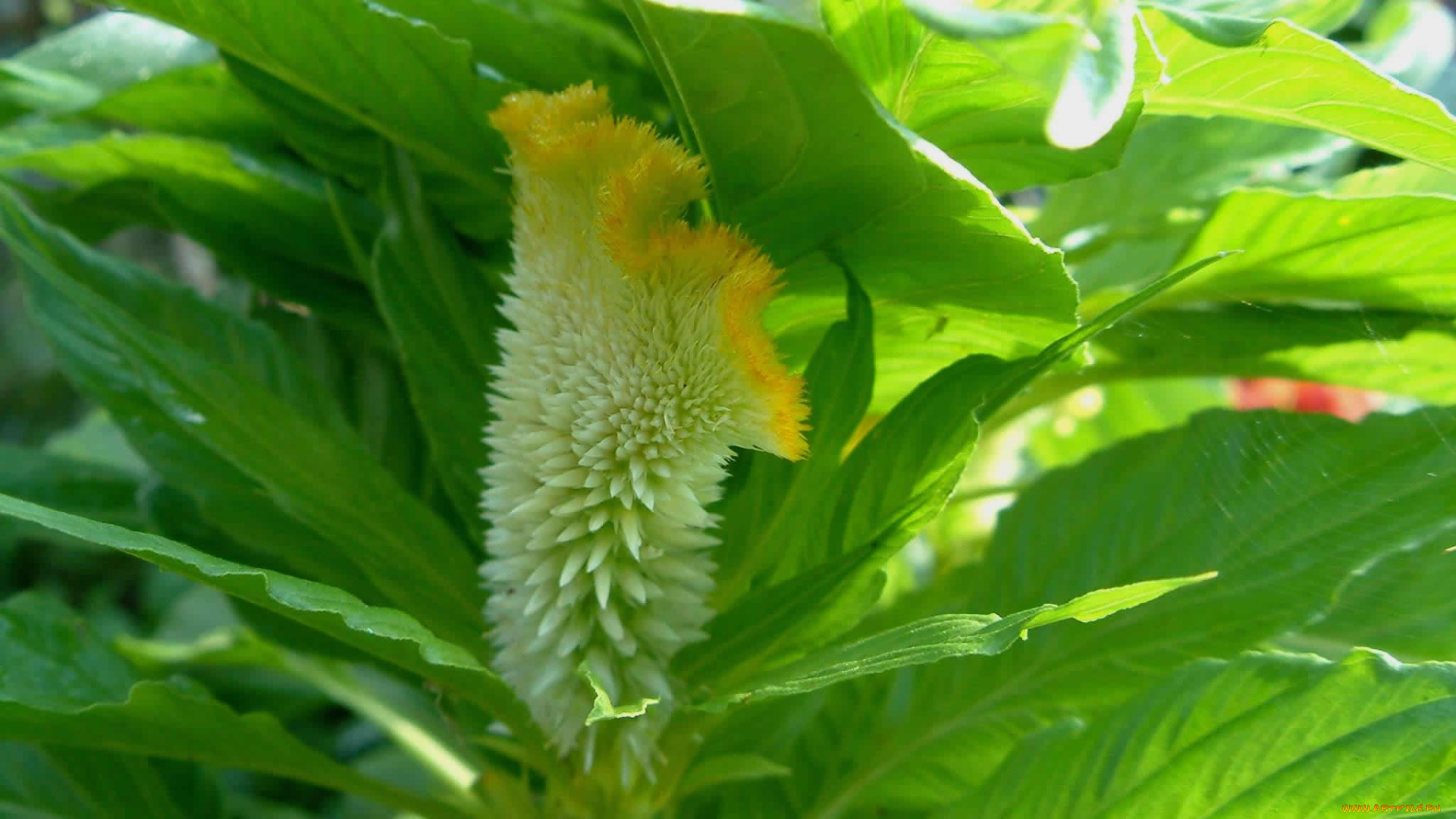 цветок, цветы, амаранты