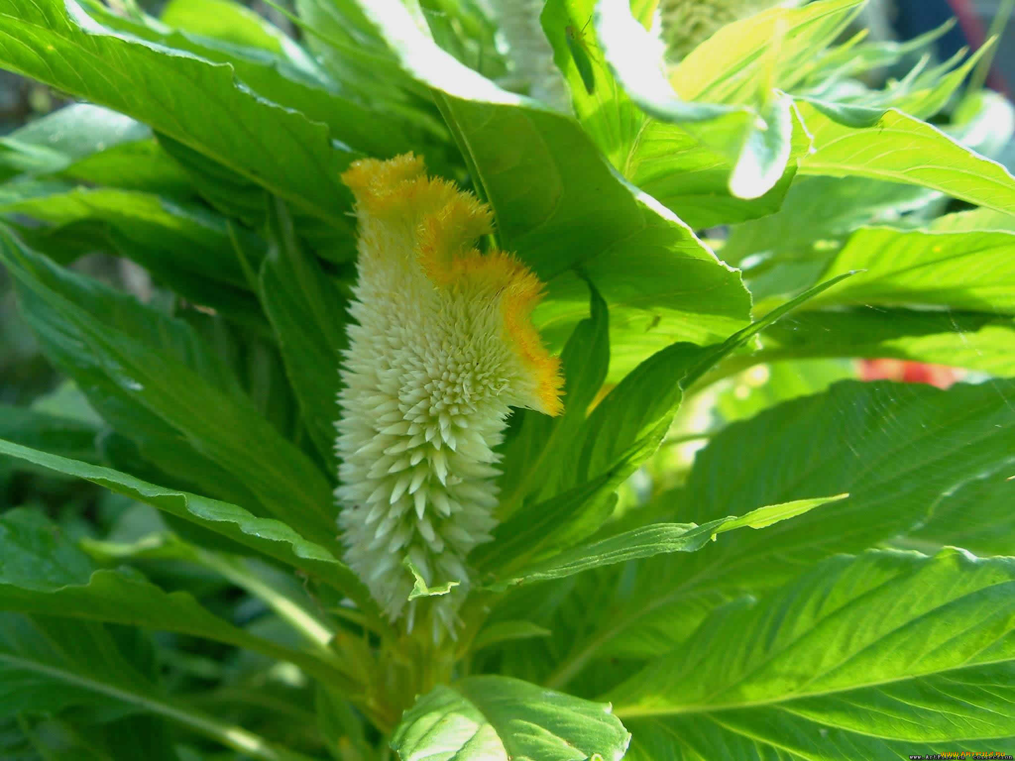 цветок, цветы, амаранты