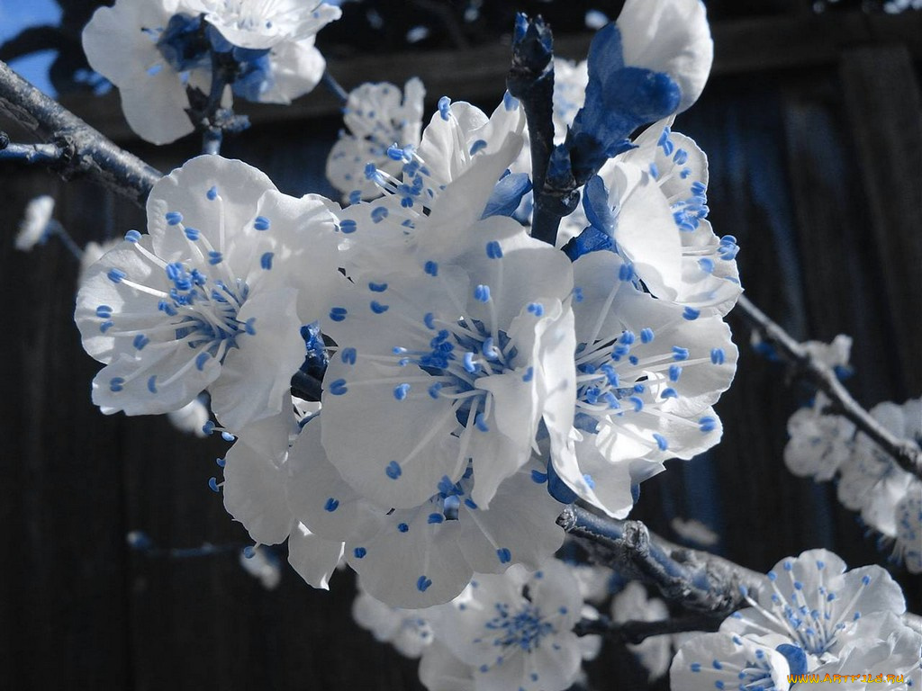 цветы, цветущие, деревья, кустарники