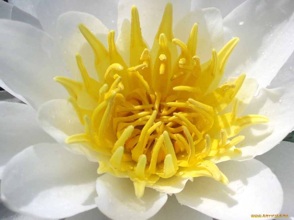 цветы, лилии, водяные, нимфеи, кувшинки