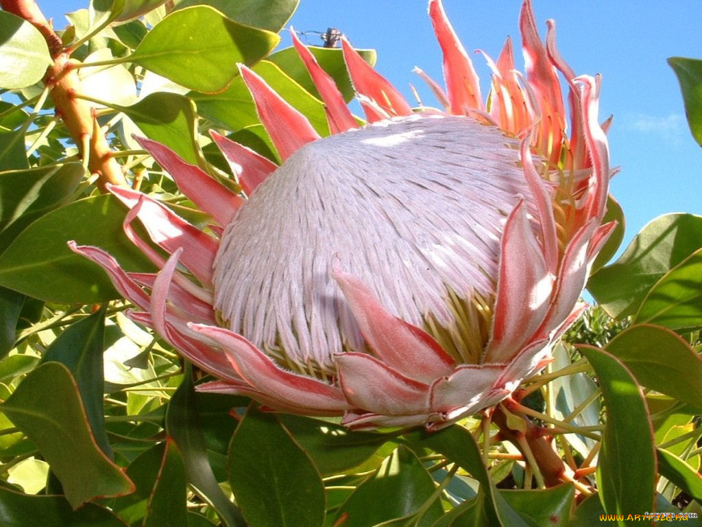 цветы, протея