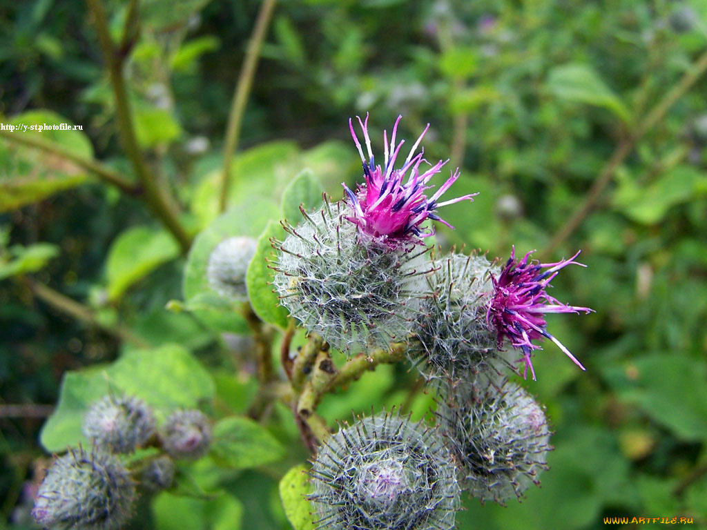 летние, этюды, цветы, Чертополох, репейник