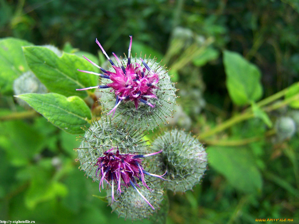 летние, этюды, цветы, Чертополох, репейник