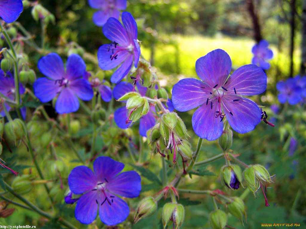 летние, этюды, цветы, герань