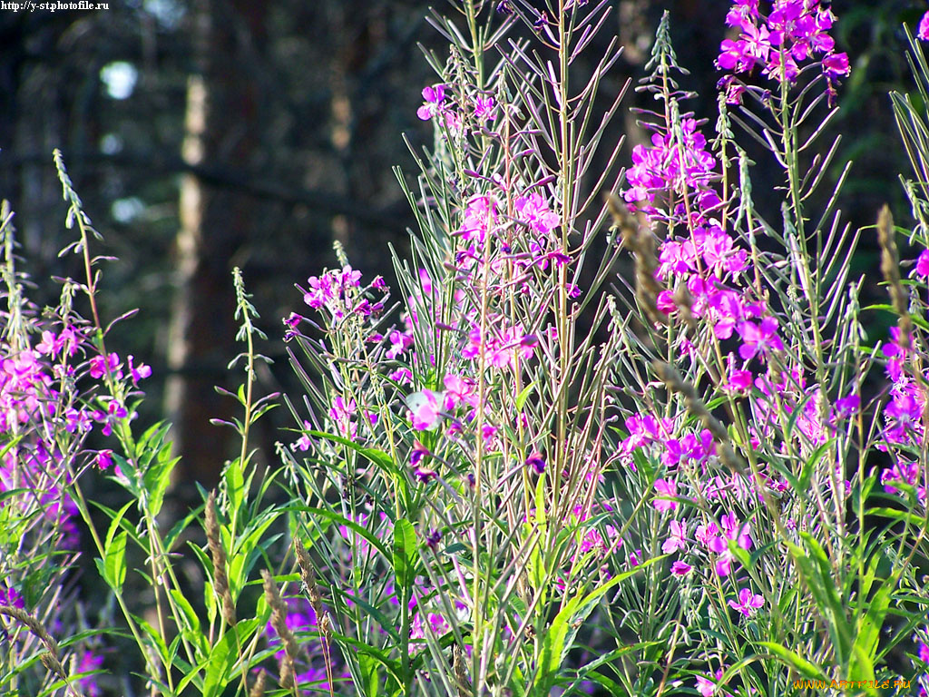 летние, этюды, цветы, луговые, полевые