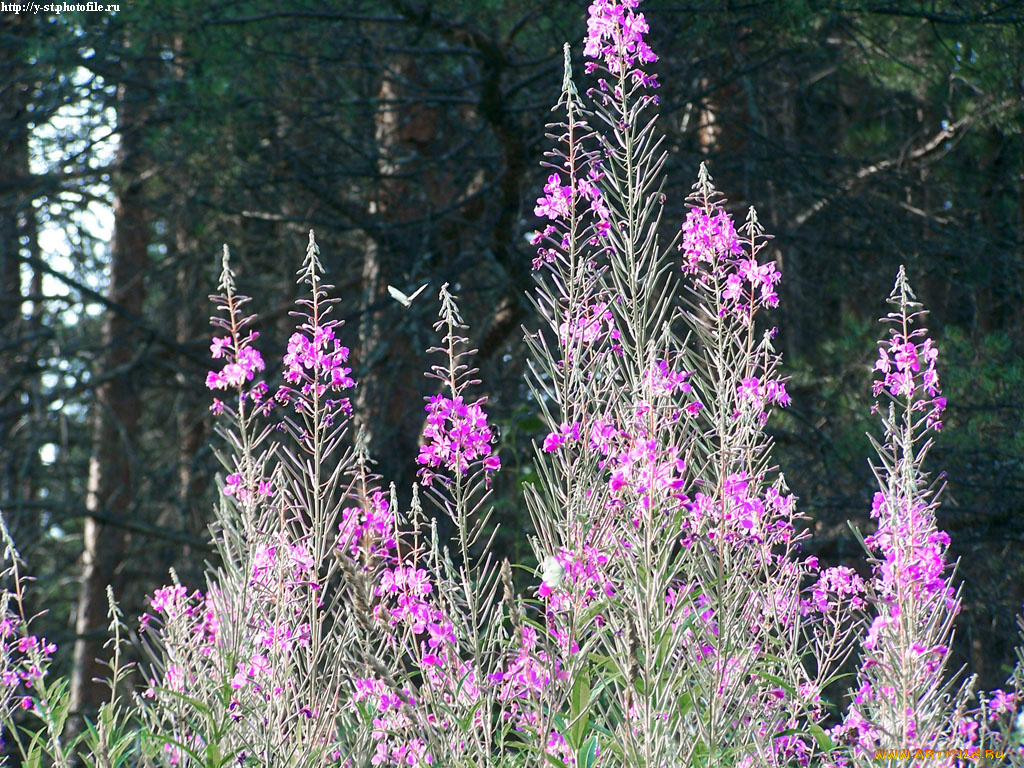 летние, этюды, цветы, луговые, полевые