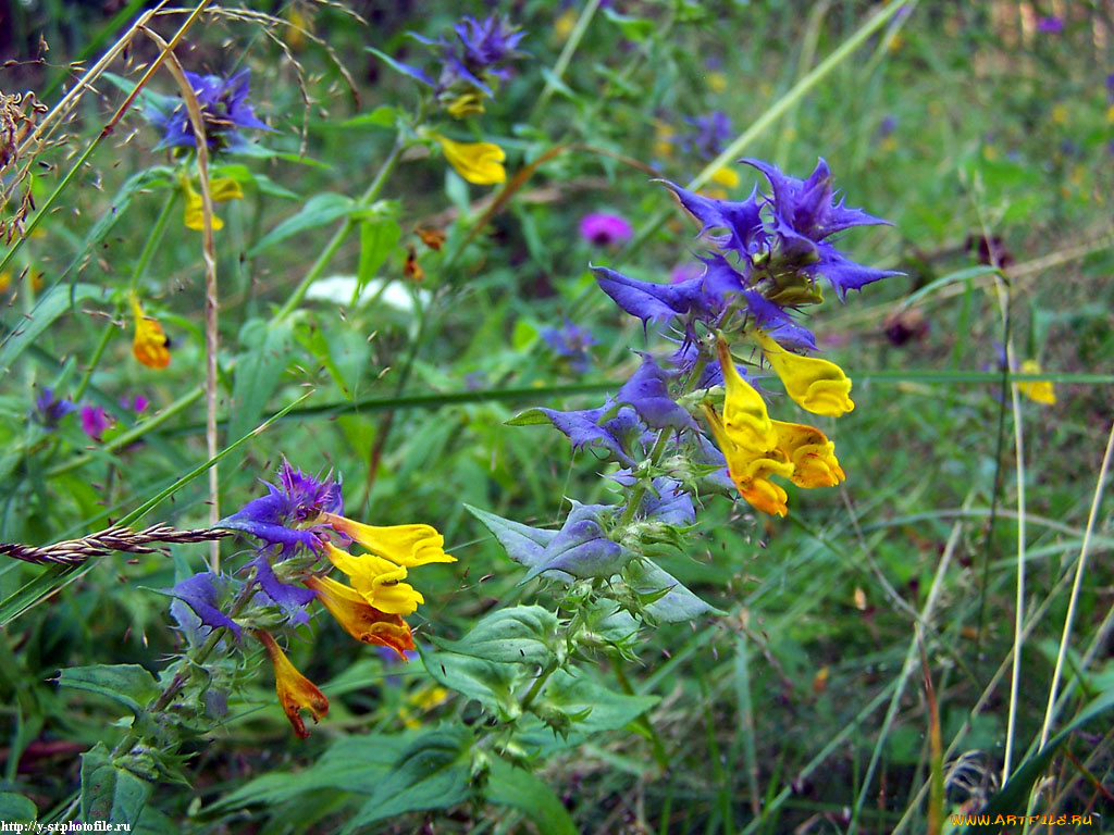летние, этюды, цветы, луговые, полевые