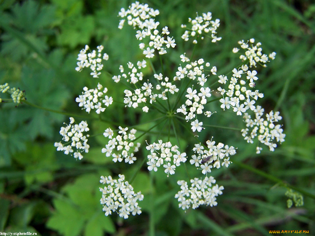 летние, этюды, цветы, луговые, полевые