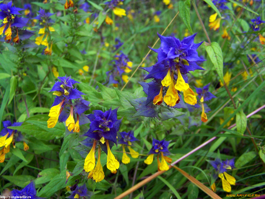 летние, этюды, цветы, луговые, полевые