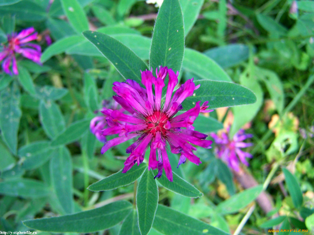 летние, этюды, цветы, луговые, полевые