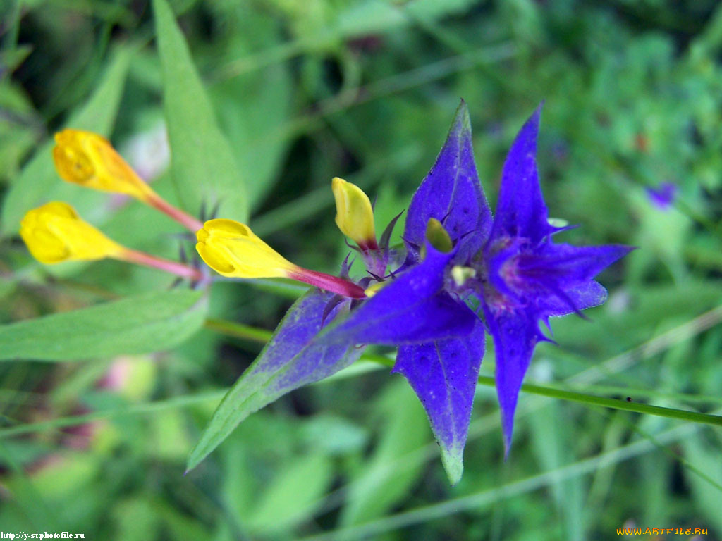 летние, этюды, цветы, луговые, полевые