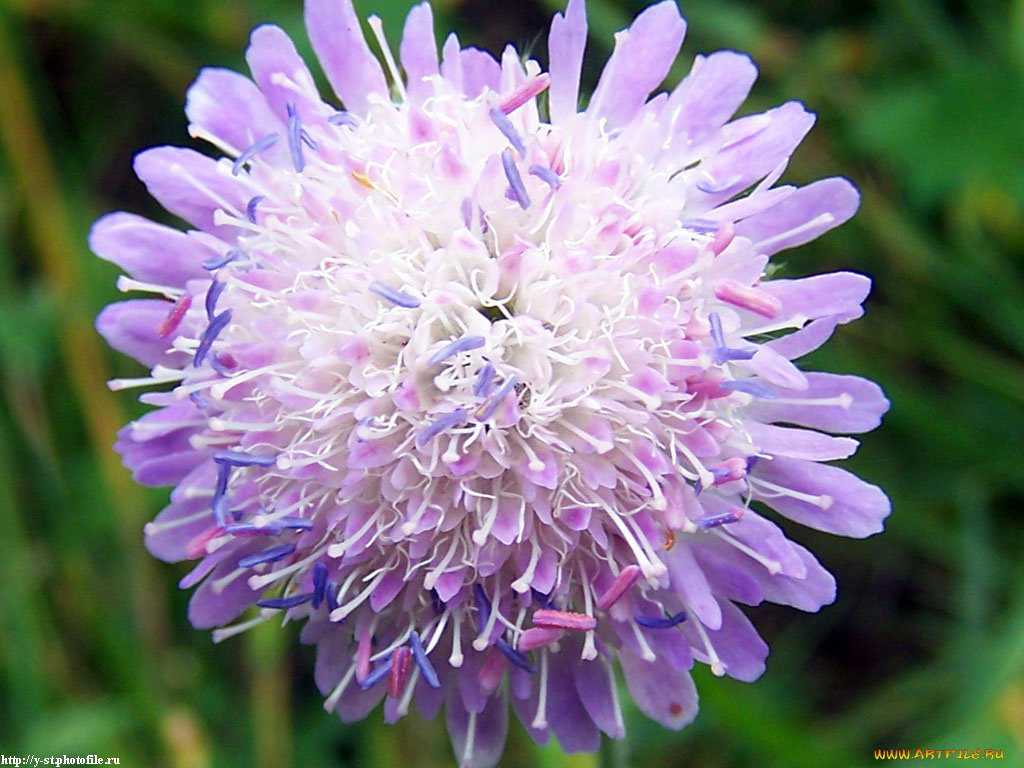 летние, этюды, цветы, скабиоза