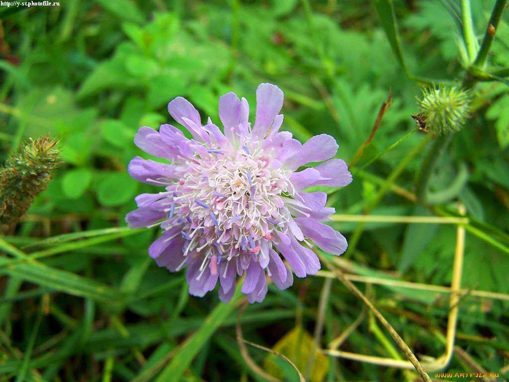 летние, этюды, цветы, скабиоза