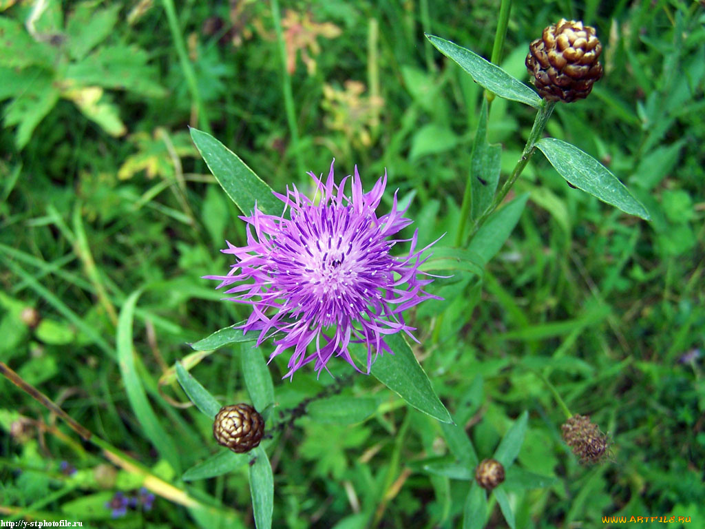 летние, этюды, цветы, васильки