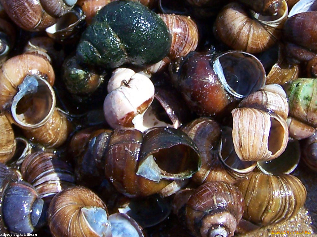 летние, этюды, разное, ракушки, кораллы, декоративные, spa, камни