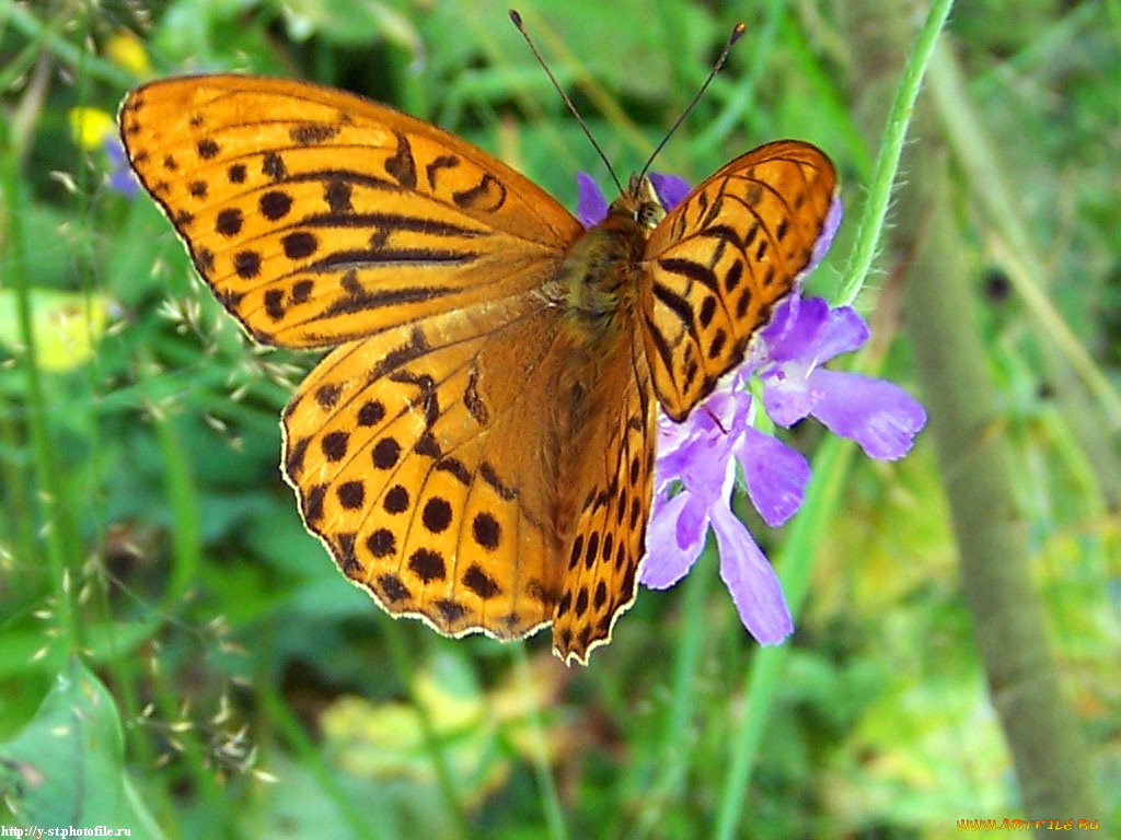 животные, бабочки
