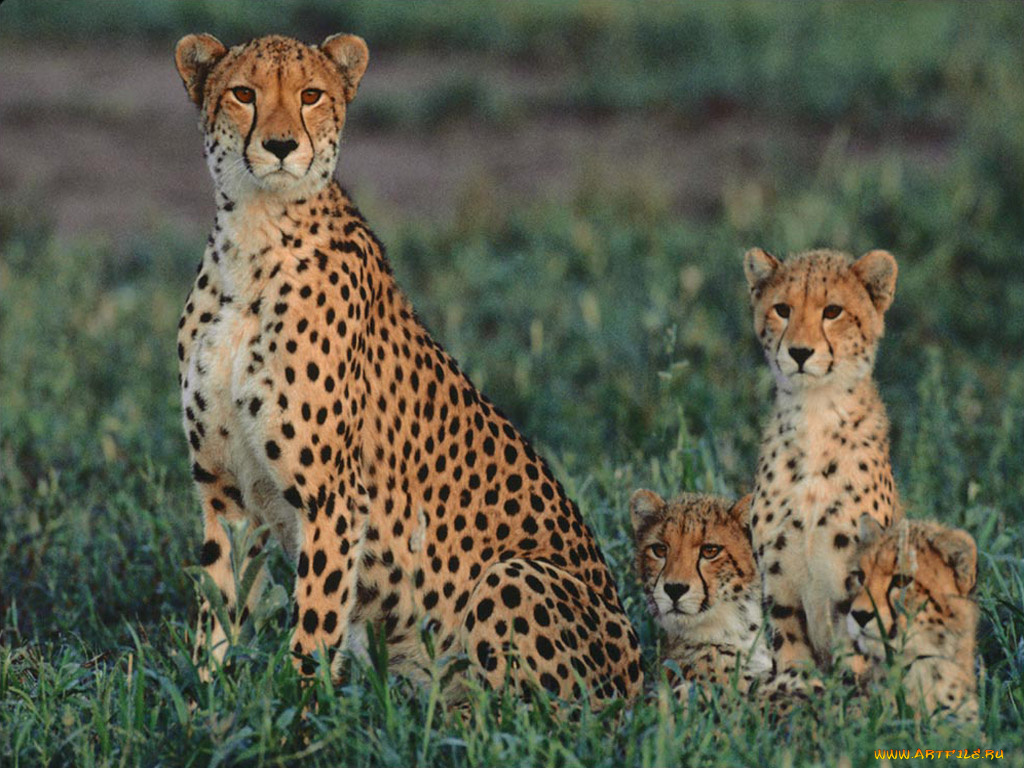 животные, гепарды