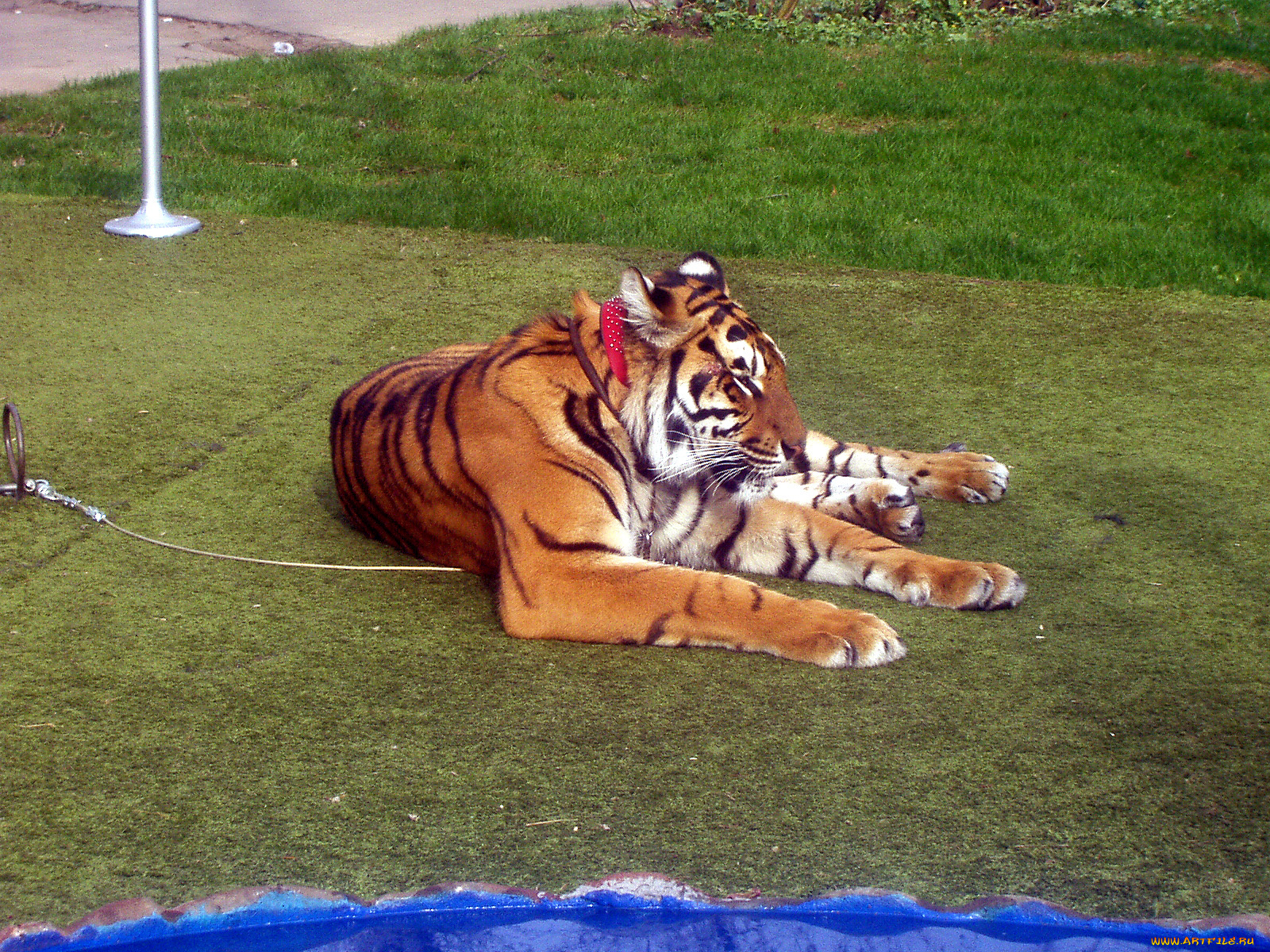 животные, тигры