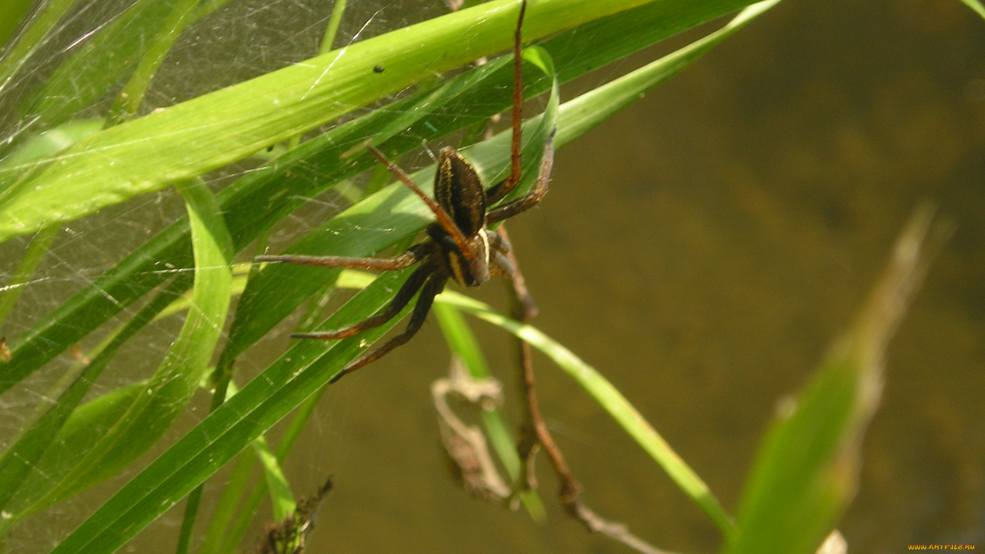 животные, пауки