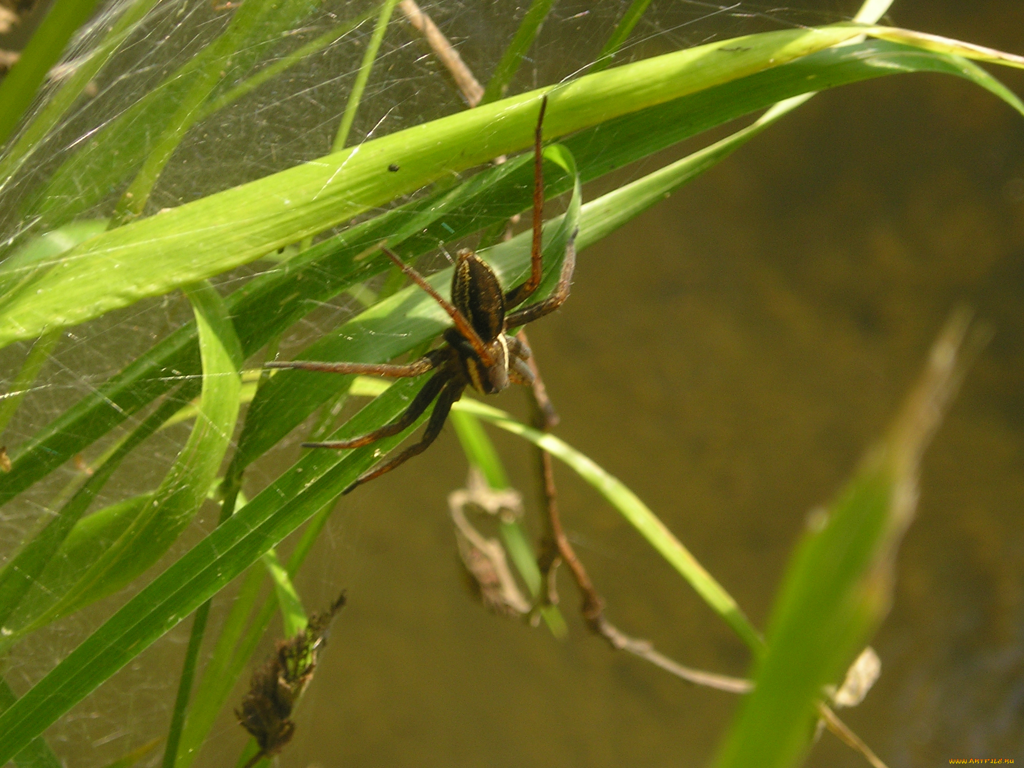 животные, пауки