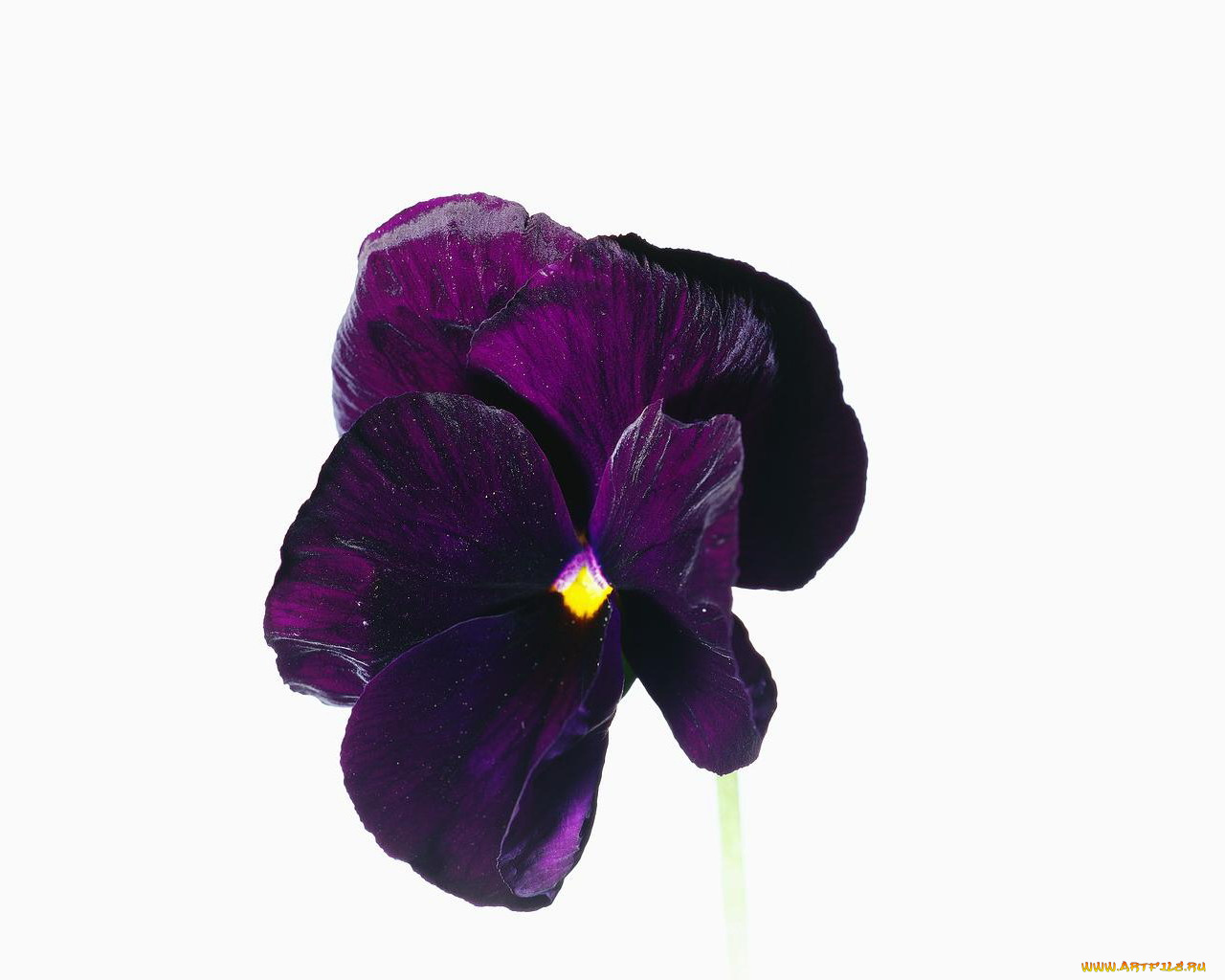 цветы, анютины, глазки, садовые, фиалки