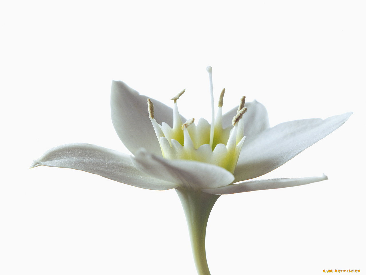 цветы, эухарис, амазонская, лилия