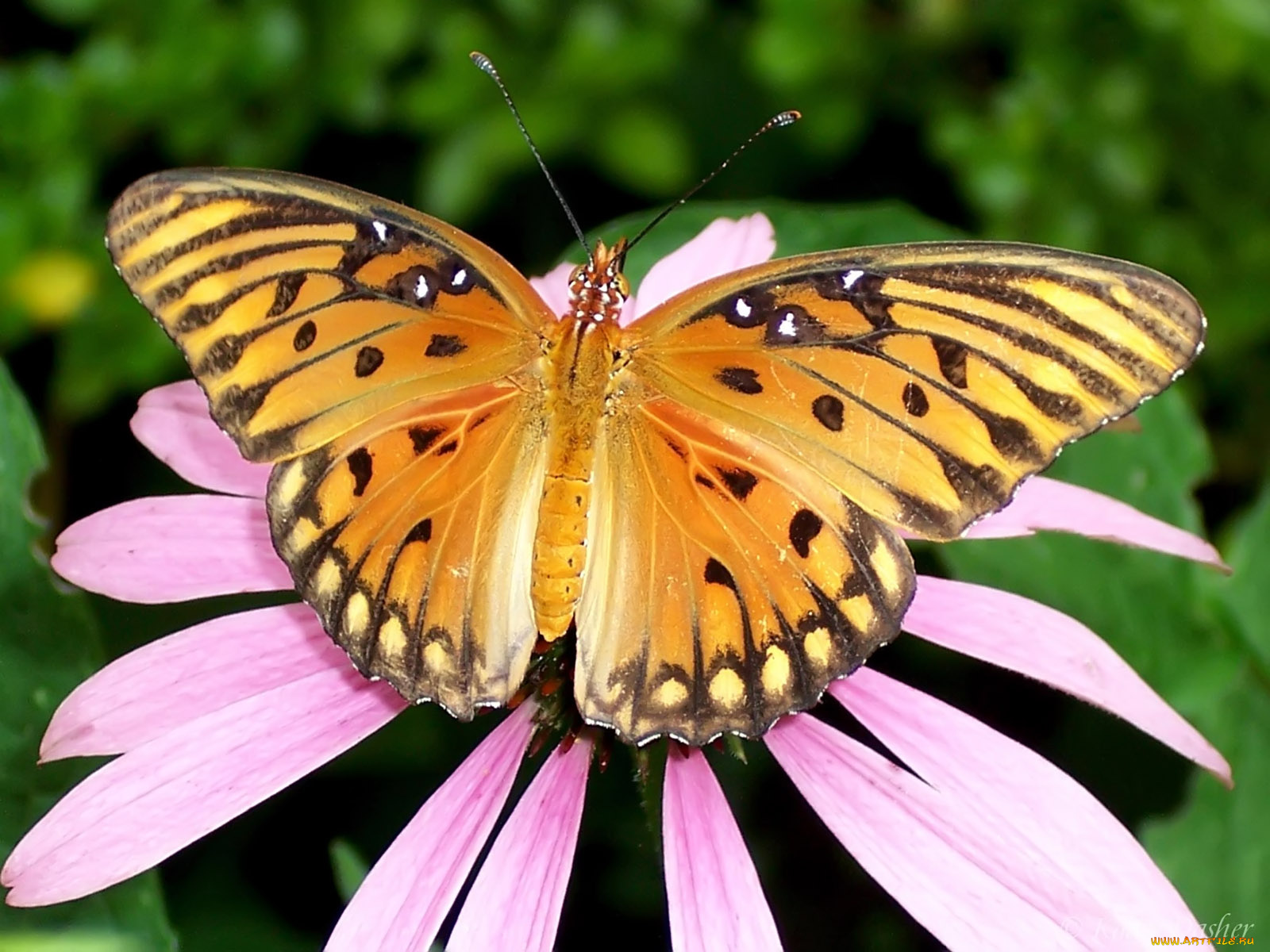 животные, бабочки