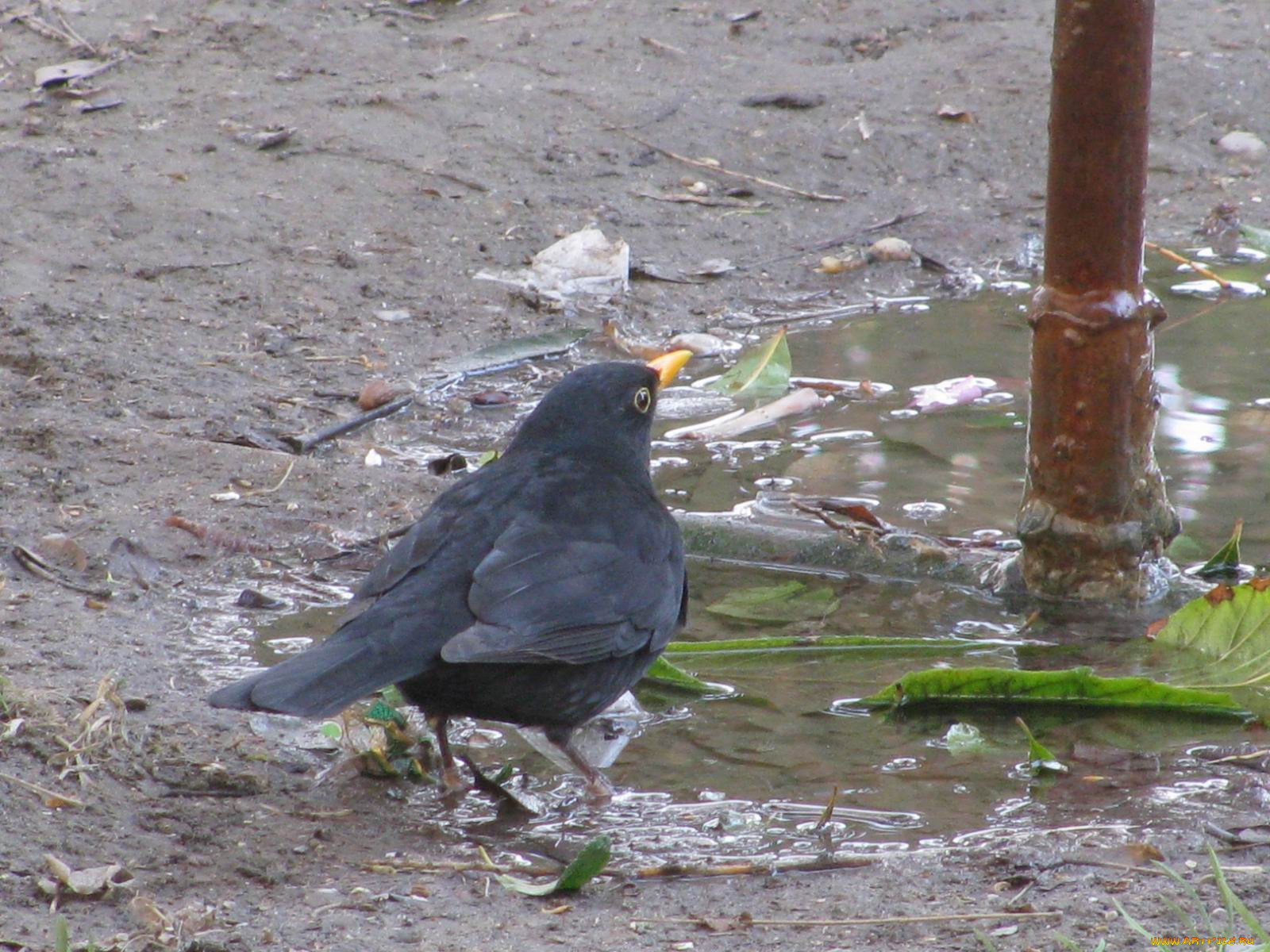 животные, вороны, грачи, галки