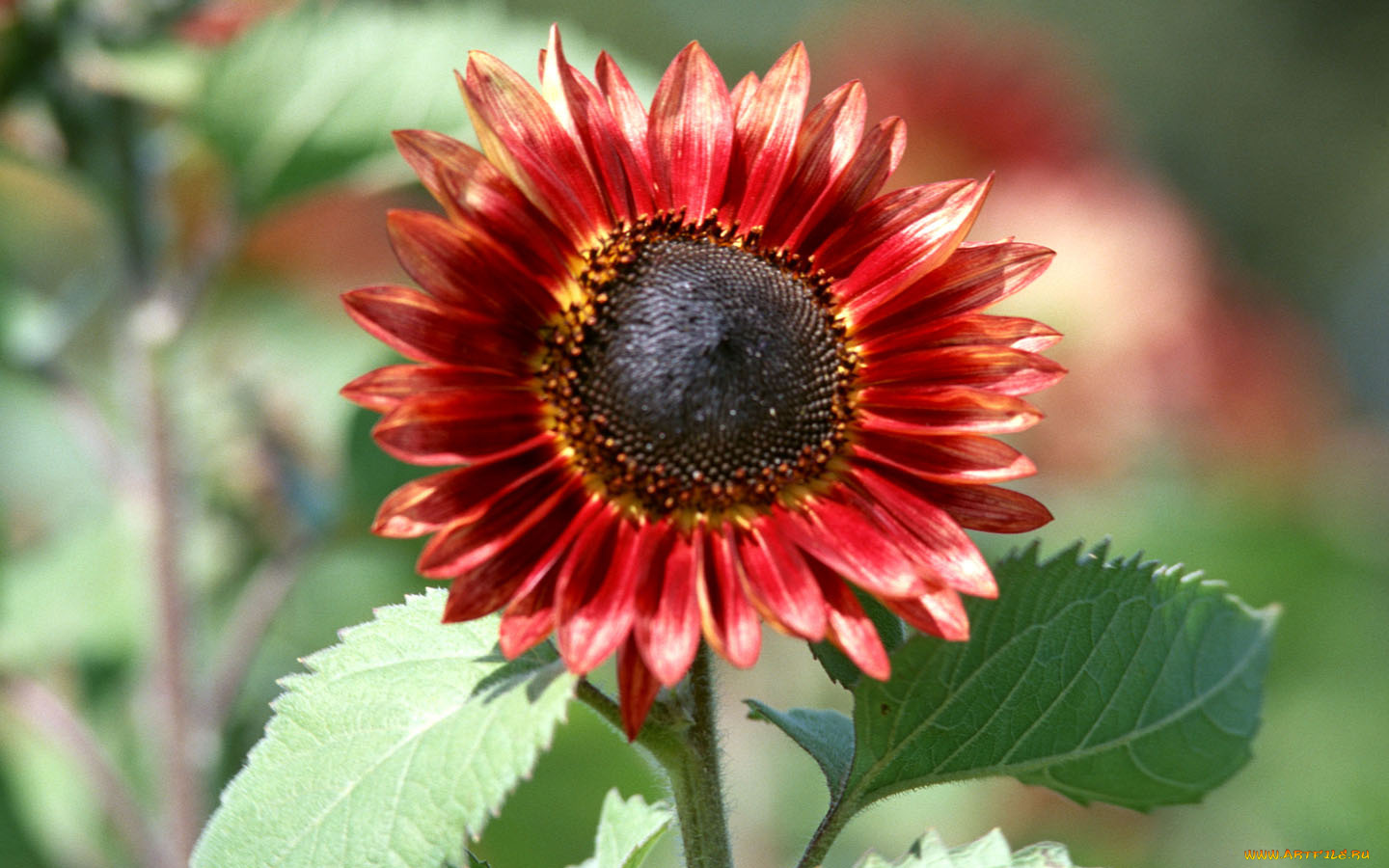 цветы, подсолнухи