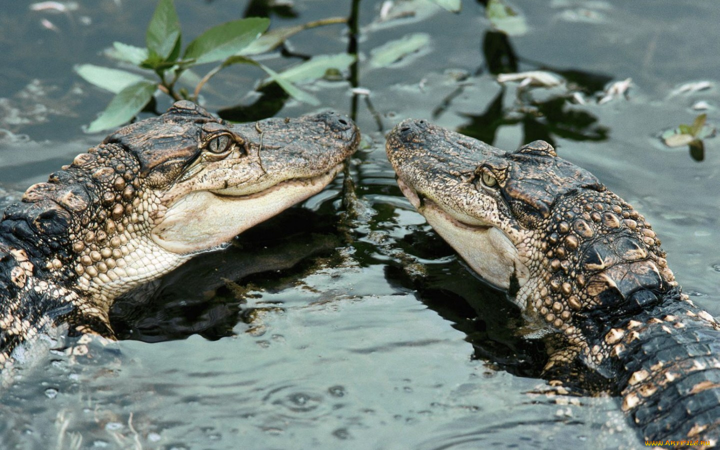 животные, крокодилы