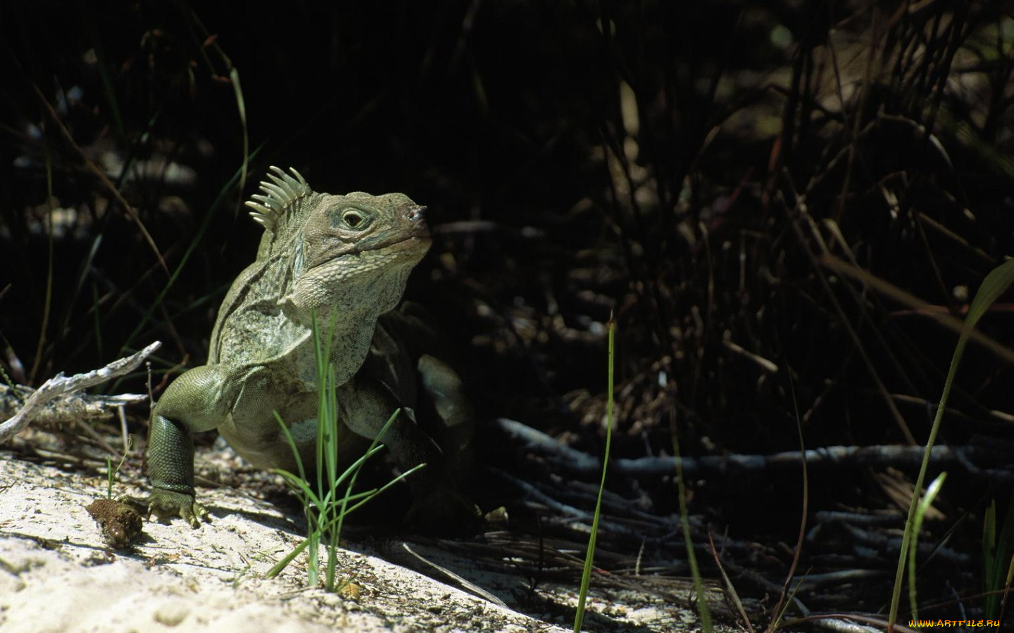 животные, Ящерицы, игуаны, вараны