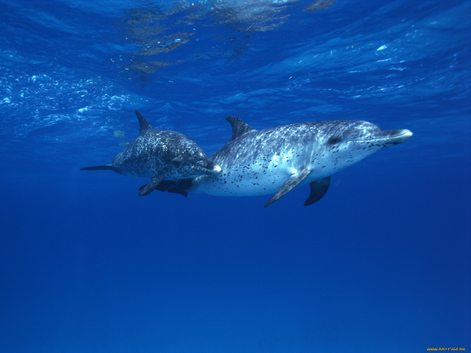 животные, дельфины