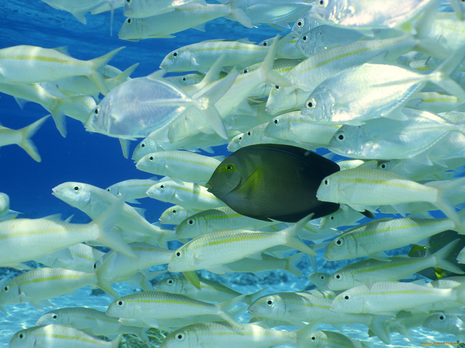 животные, рыбы