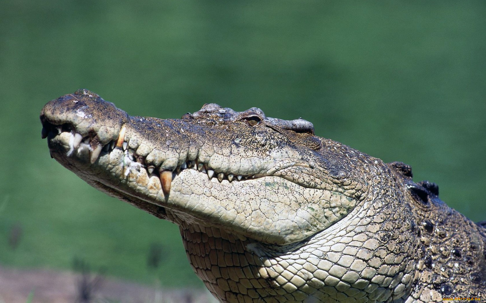животные, крокодилы