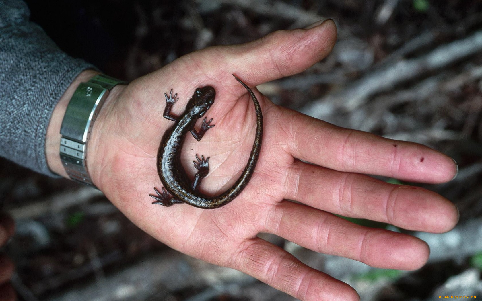 животные, Ящерицы, игуаны, вараны