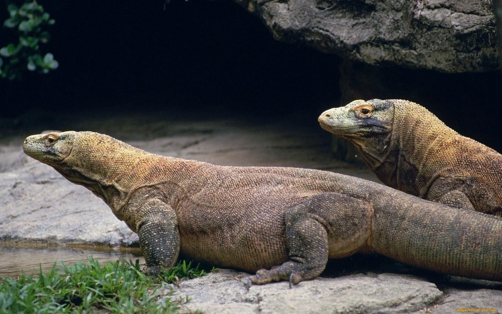 животные, Ящерицы, игуаны, вараны
