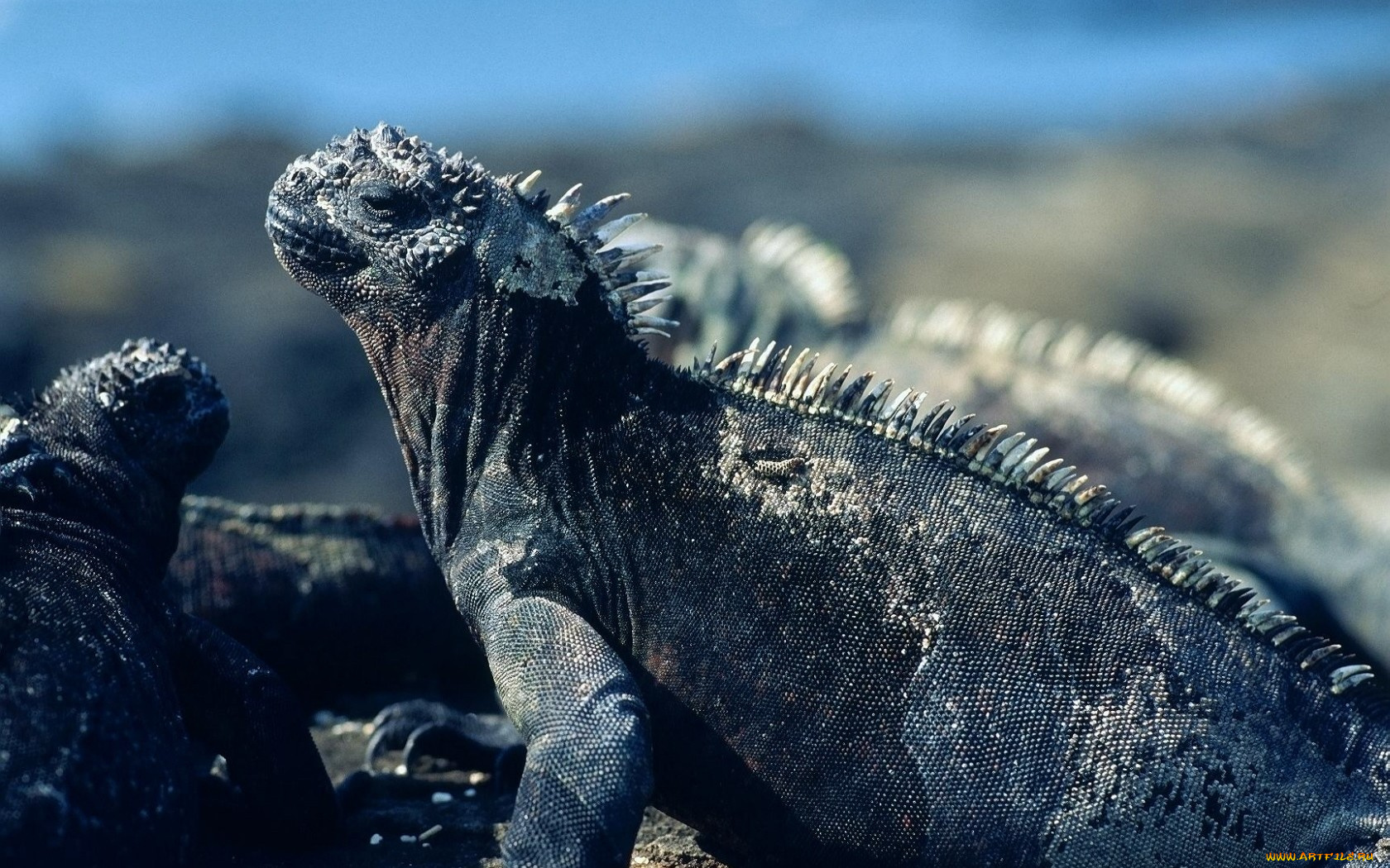 животные, Ящерицы, игуаны, вараны