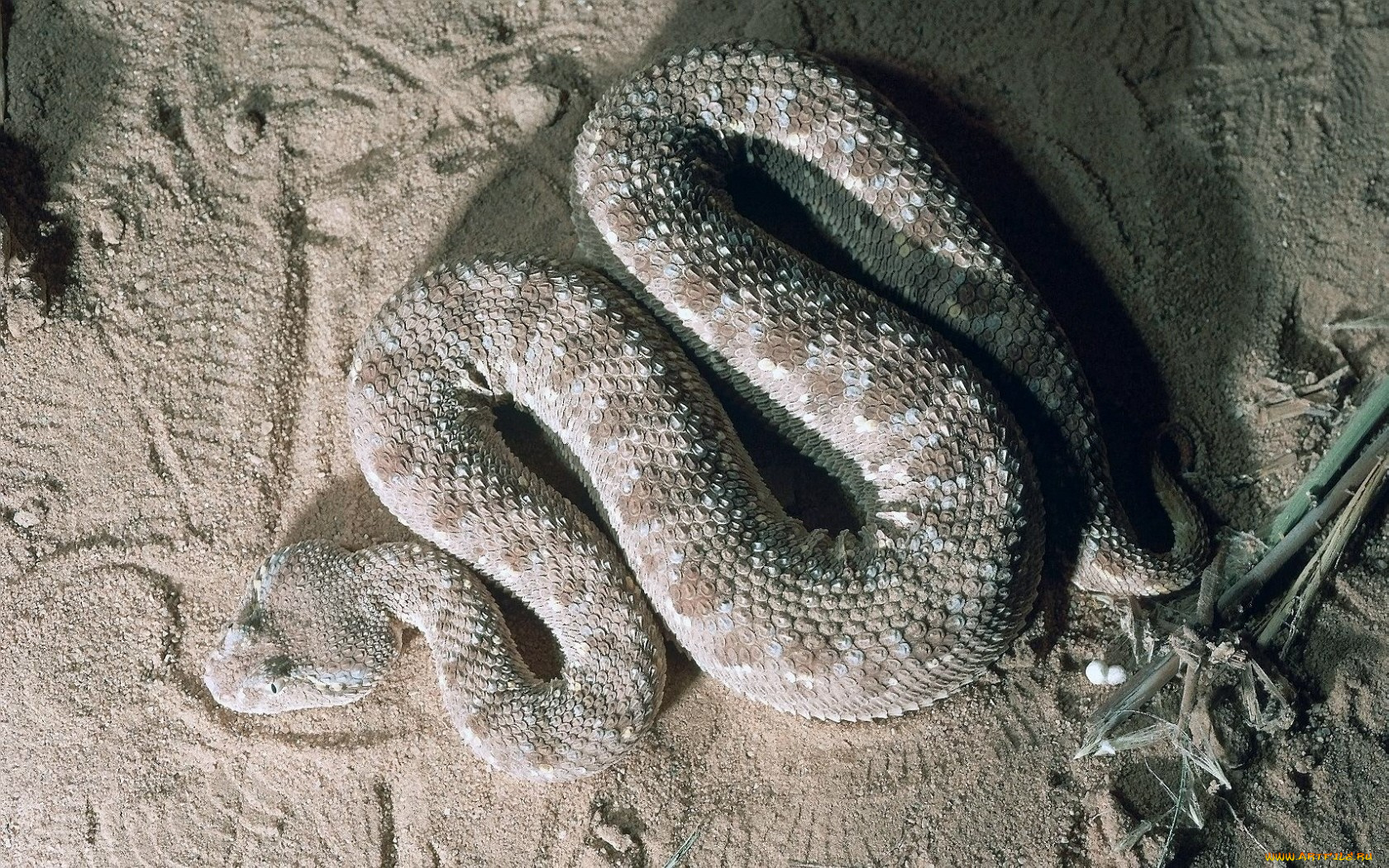 животные, змеи, питоны, кобры