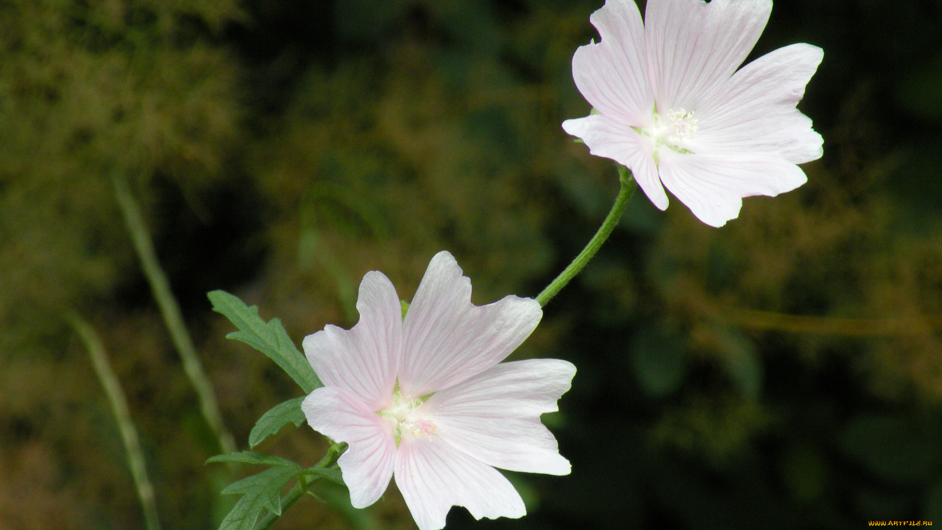 цветы, лаватера