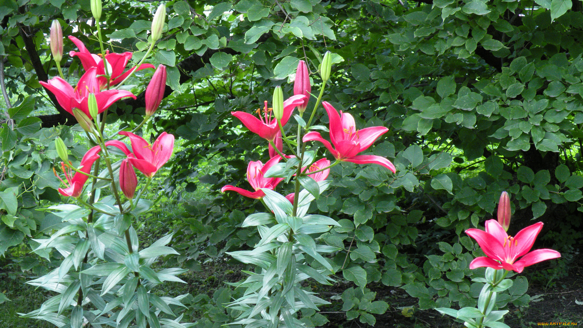 цветы, лилии, лилейники