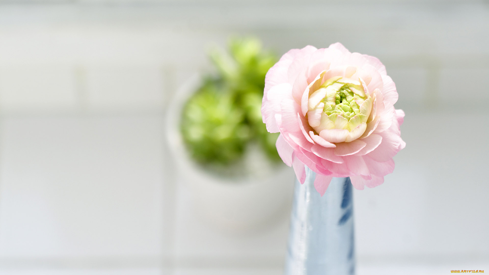 цветы, ранункулюс, азиатский, лютик