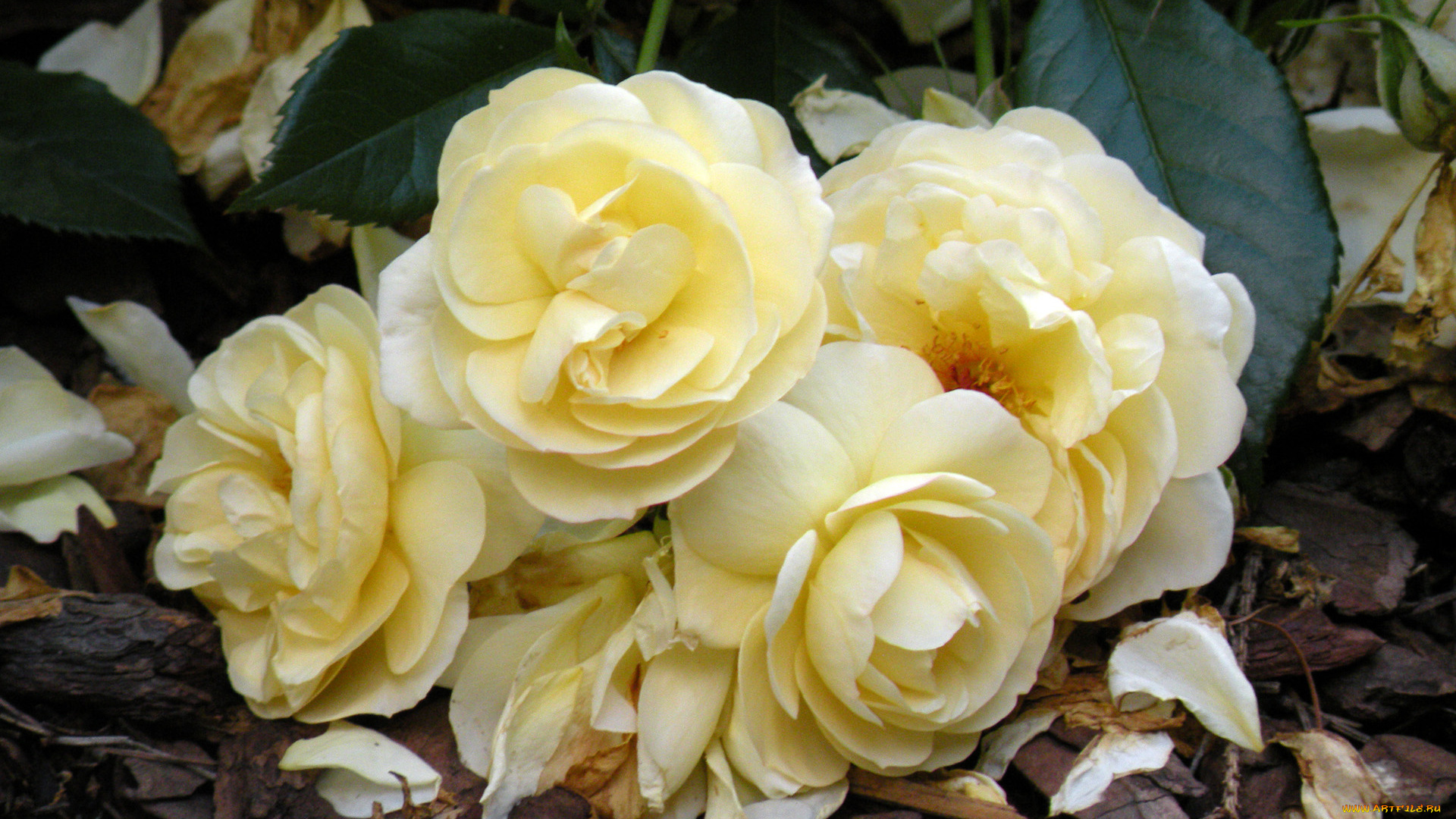 цветы, розы