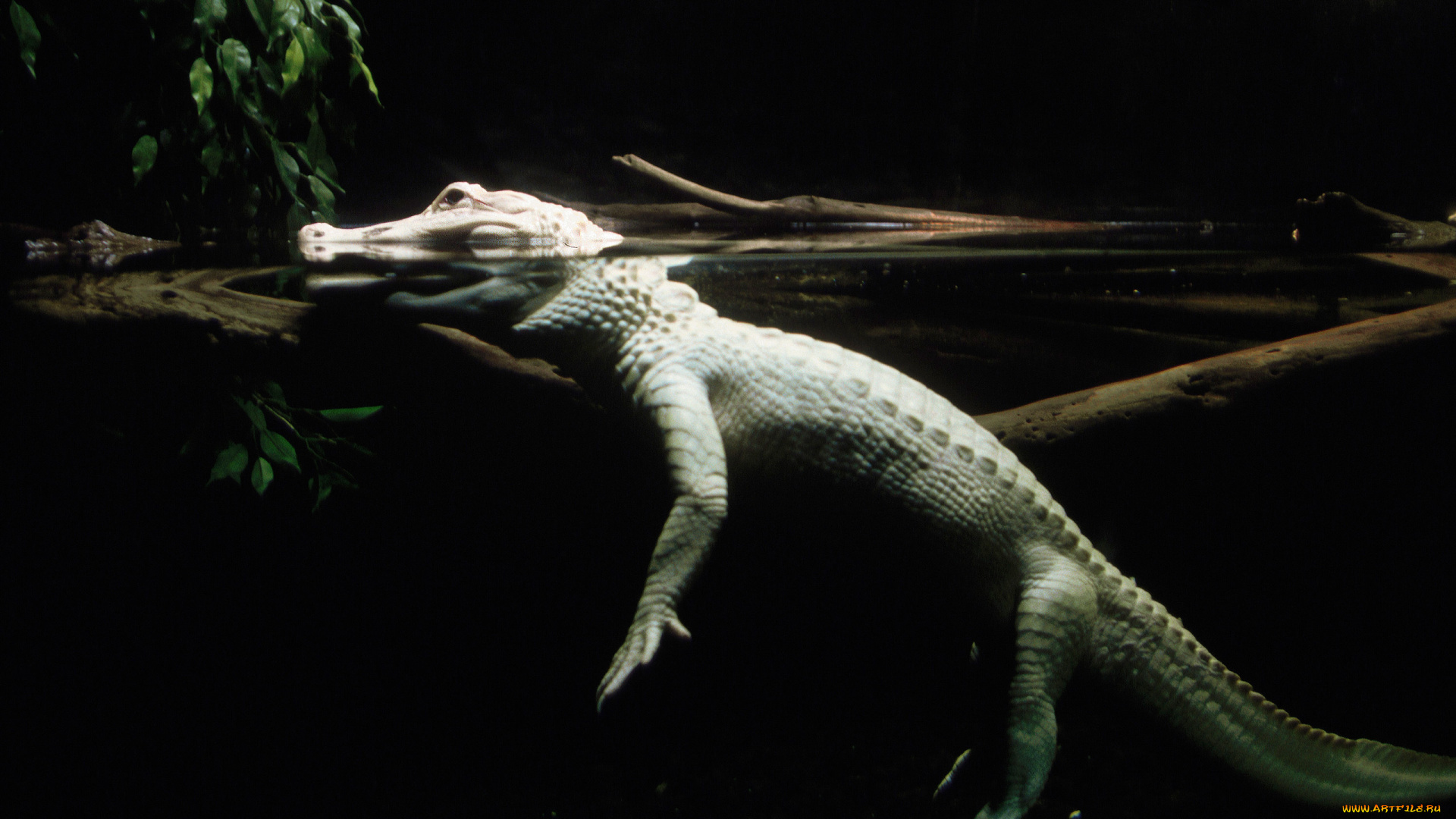 животные, крокодилы