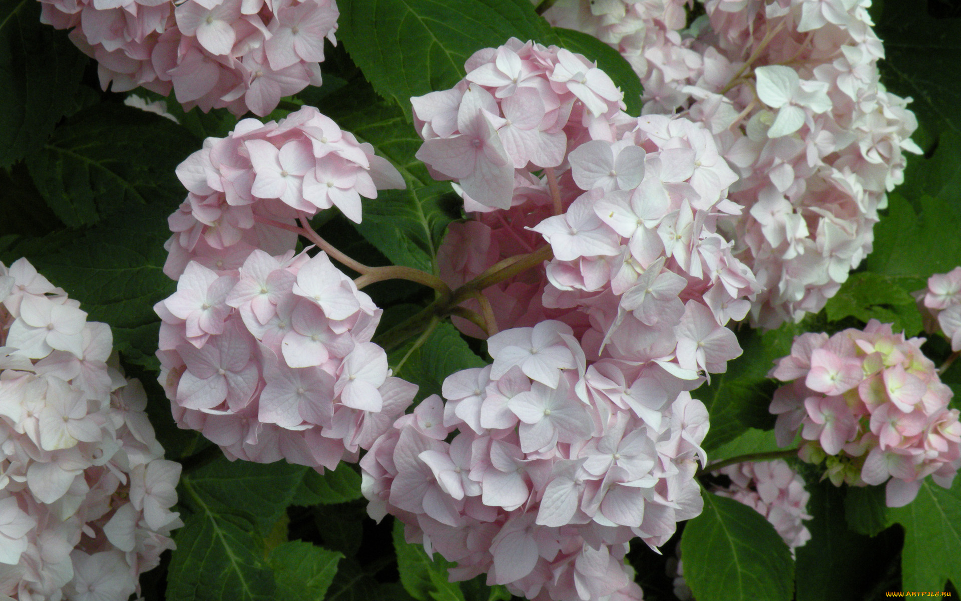 цветы, гортензия