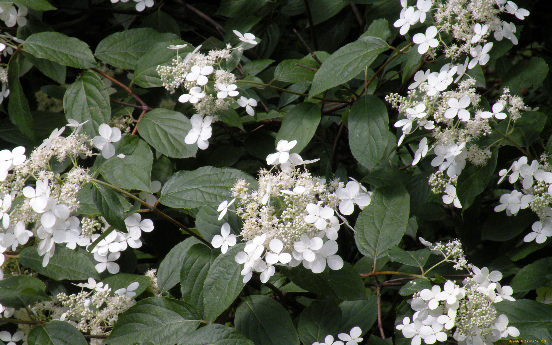 цветы, гортензия