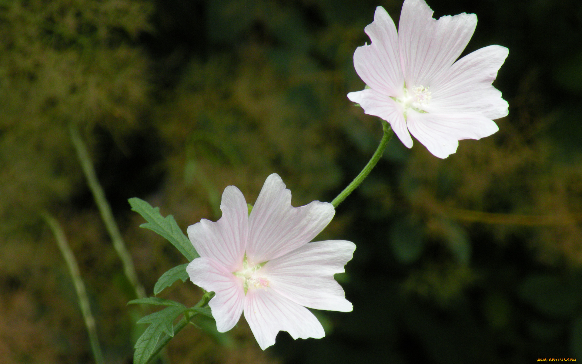 цветы, лаватера