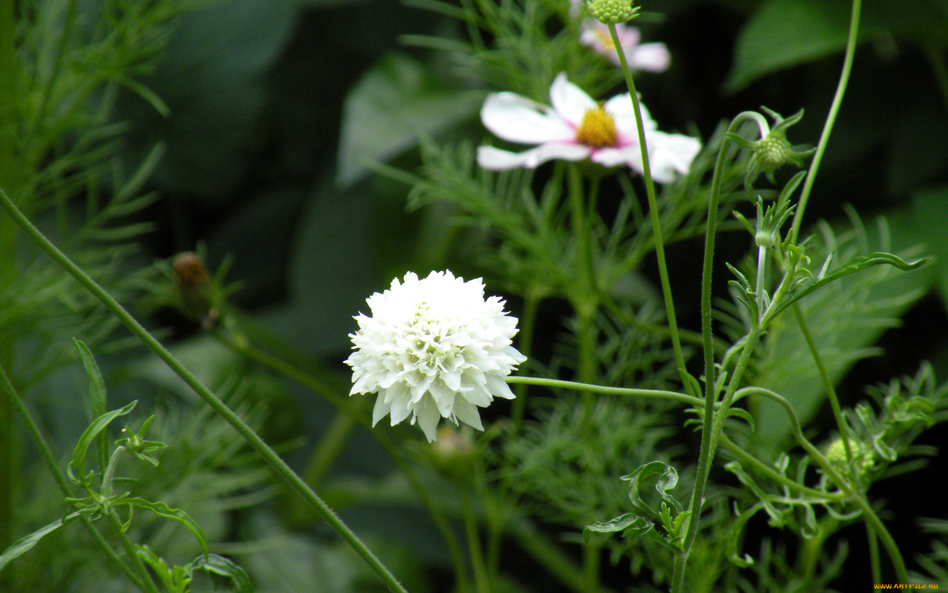 цветы, разные, вместе